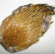 ������ ������ Indian cape golden  badger